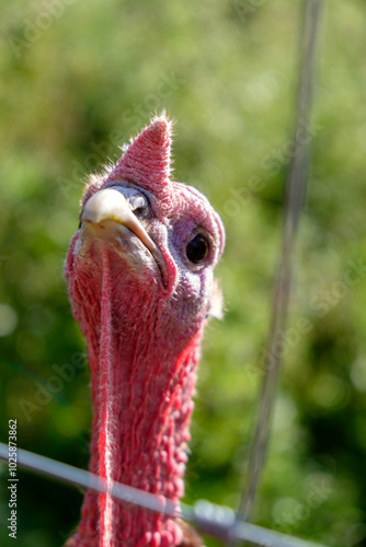 Close up portrait of live turkey face. Very cute adorable looking turkey