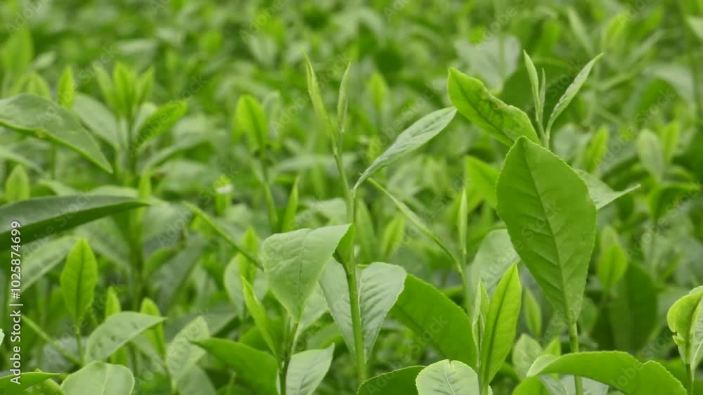 High definition real shot of tender green tea leaves High definition real shot of tender green tea leaves
