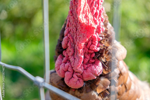 Turkey caruncles, beard, wattle, dewlap, and beard