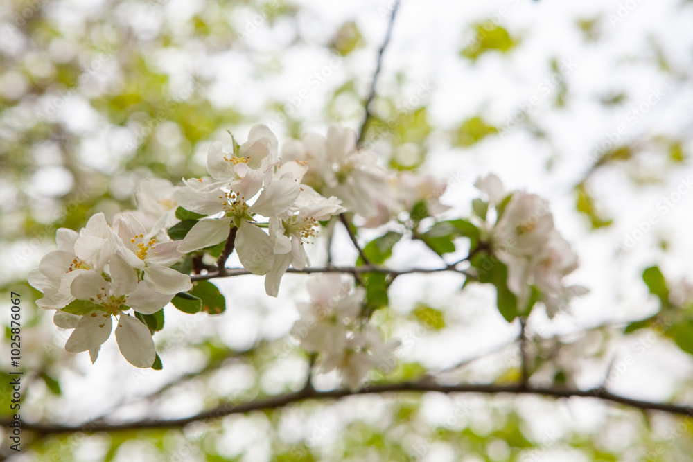 spring flower. white flower on the village spring flower. white flower on the village