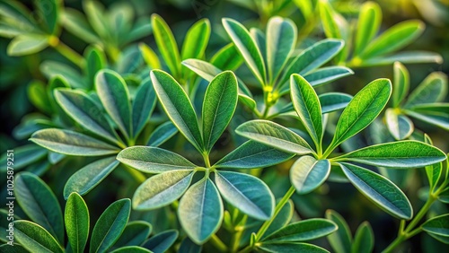 Wallpaper Mural Close-up view of Ruda graveolens leaves from a low angle Torontodigital.ca