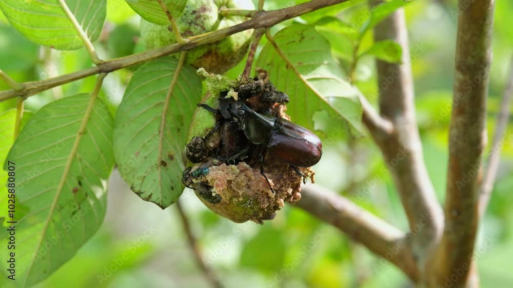 Male and female Rhinoceros beetles live on guava trees and feed on guava in the tropical forests of Thailand. Male and female Rhinoceros beetles live on guava trees and feed on guava in the tropical forests of Thailand.