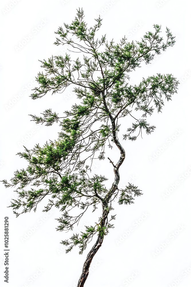 Fototapeta premium Lone tree with green leaves, white background