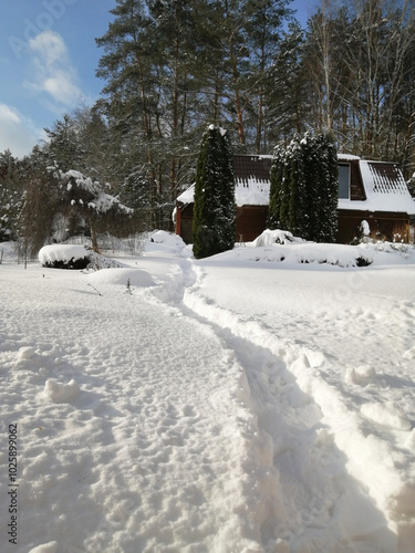 winter in the garden, snowy day