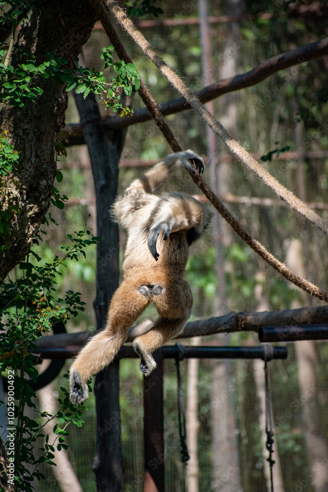 Gibbon monkey at Chiang mai zoo, Thailand Gibbon monkey at Chiang mai zoo, Thailand