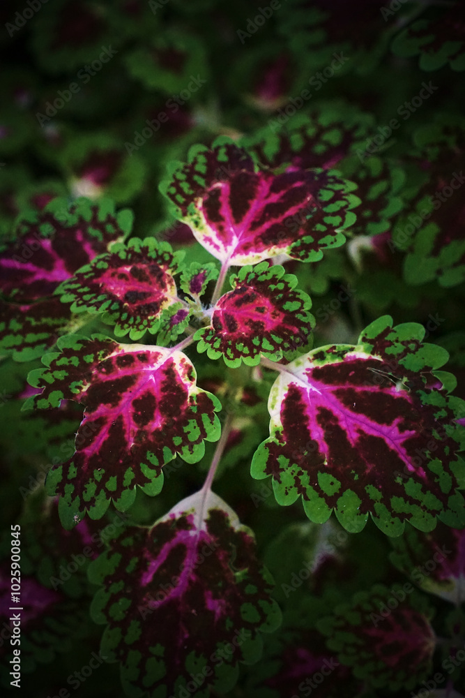 A close up of a plant with green and red leaves A close up of a plant with green and red leaves