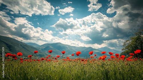 A sunny poppy field in Italy with vibrant red flowers, with ample space for copy in the sky.