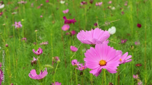 It's an autumn field full of cosmos flowers in full bloom.코스모스가 가득히 피어있는 가을들판입니다. photo