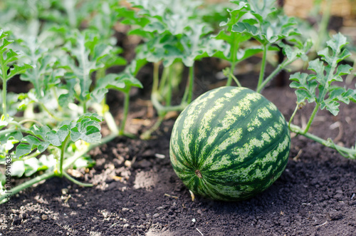 watermelon growing on the ground