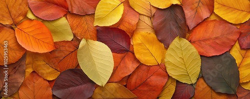 A vibrant arrangement of autumn leaves in various colors, showcasing the beauty of nature's seasonal transformation.