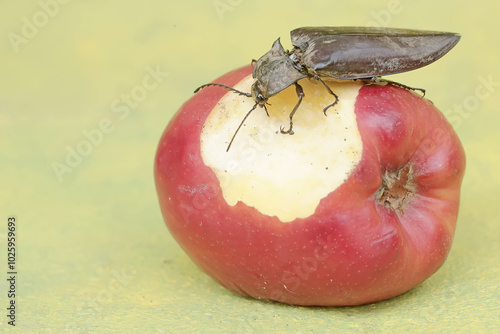 A click beetle is eating an apple that fell to the ground. This insect has the scientific name Oxynopterus audouini. photo