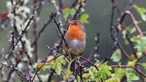 Robin in the Tree Raining
