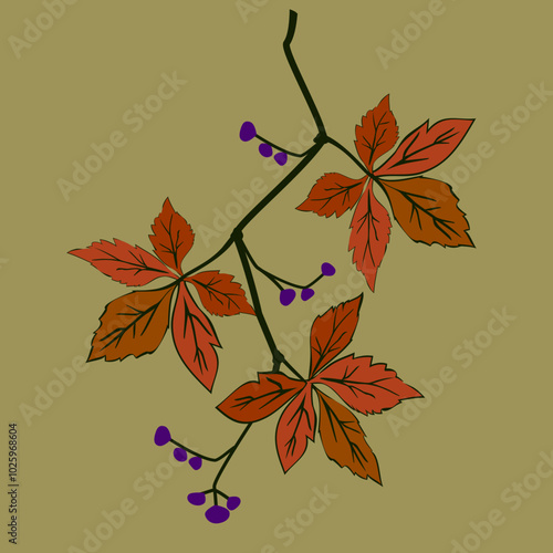 Vector - virginia creeper leaves with berries, template.