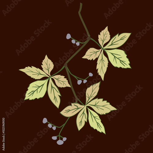 Vector - virginia creeper leaves with berries, template.