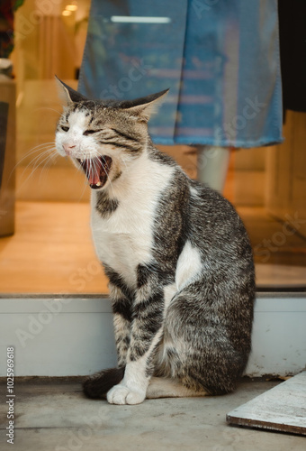 cat yawning