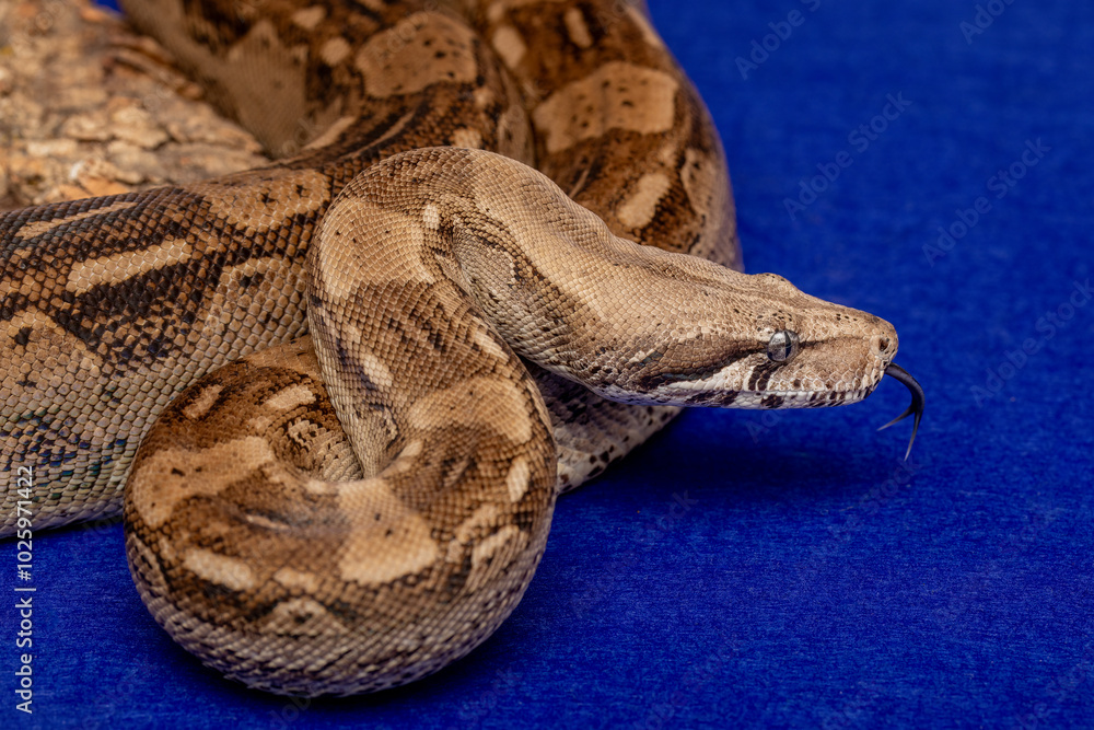 Obraz premium Boa Constrictor Snake on Blue Background - Exotic Wildlife