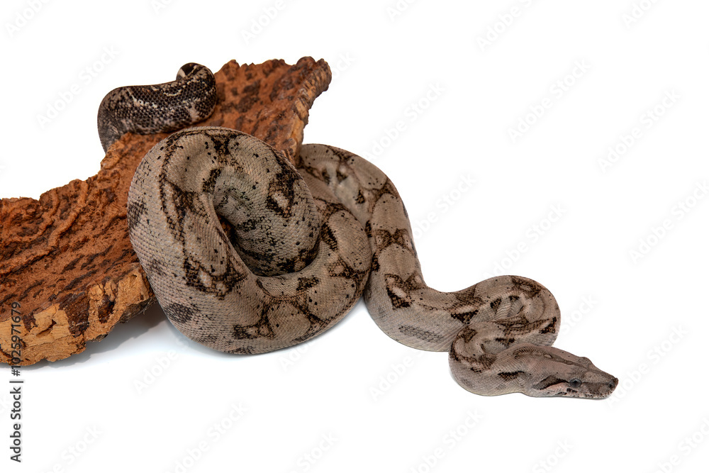Obraz premium Boa Constrictor Snake on White Background - High-Quality Wildlife Stock Photo