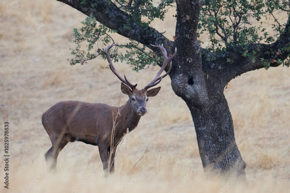 Majestic deer in the Sierra Morena mountains Majestic deer in the Sierra Morena mountains