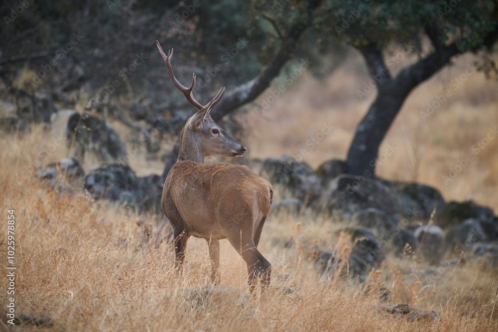 Majestic deer in Sierra Morena, Spain Majestic deer in Sierra Morena, Spain