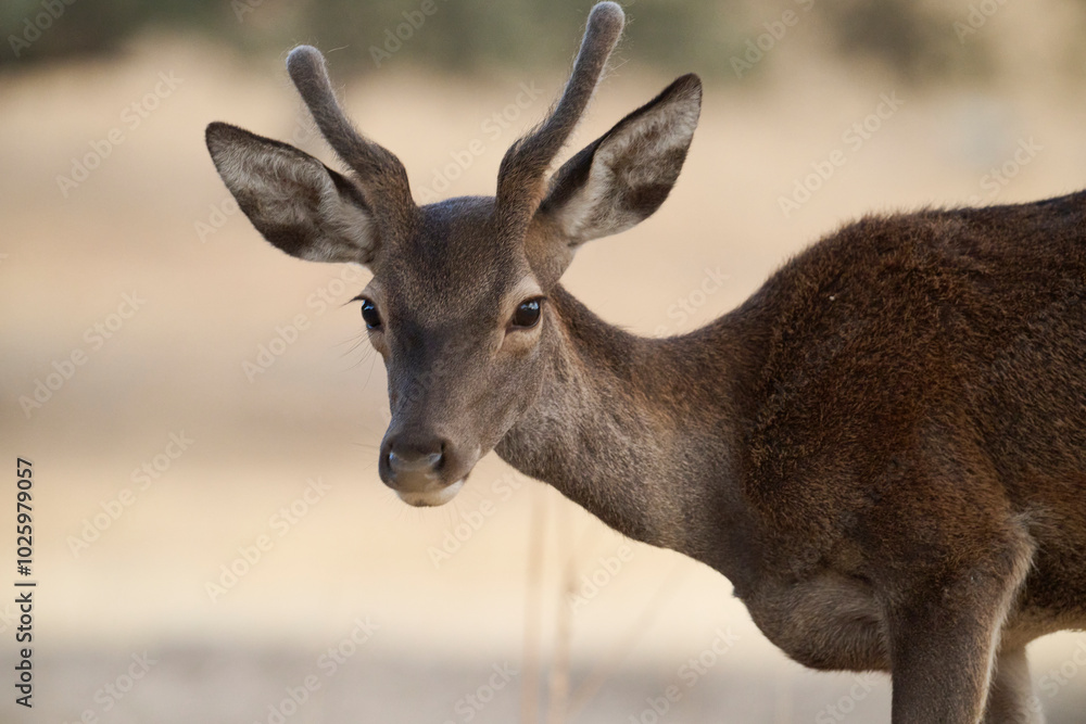 Young Deer in Sierra Morena, Spain Young Deer in Sierra Morena, Spain