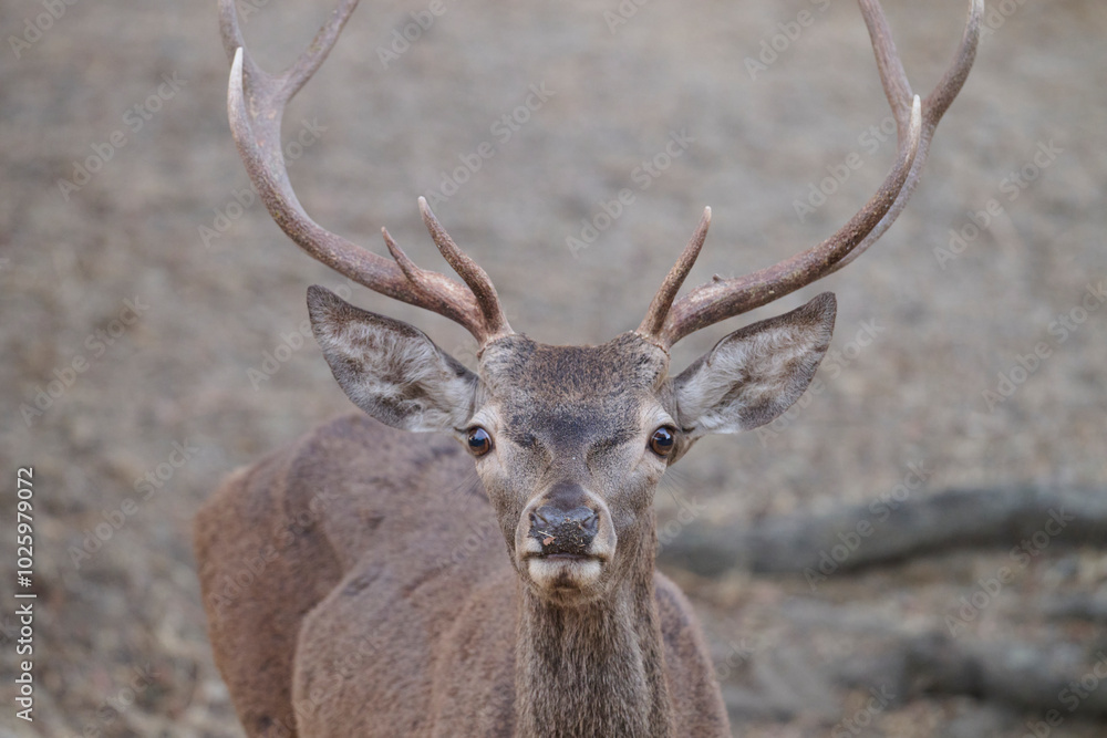 Majestic Deer in the Sierra Morena Mountains Majestic Deer in the Sierra Morena Mountains