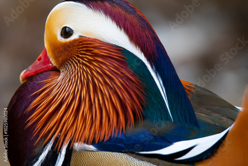 Close-up of a colorful Mandarin duck showing fine details