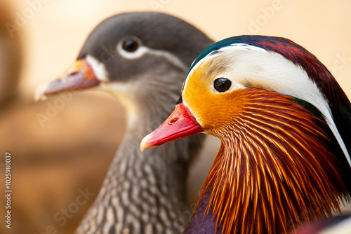 Male and female Mandarin ducks in detailed close-up
