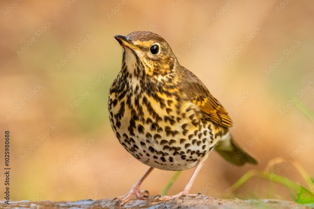 Close-up view of a Song Thrush in natural habitat Close-up view of a Song Thrush in natural habitat