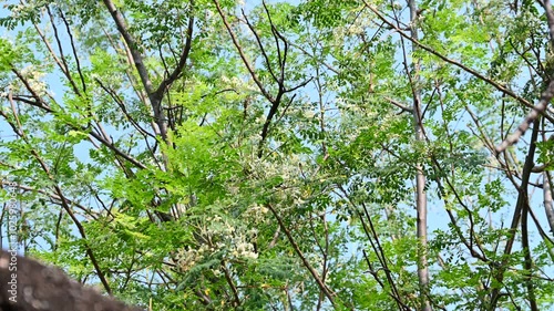 Flower of Moringa tree. Horseradish or Kalamunggay, Drumstick flower , Moringa oleifera, medicinal plant photo