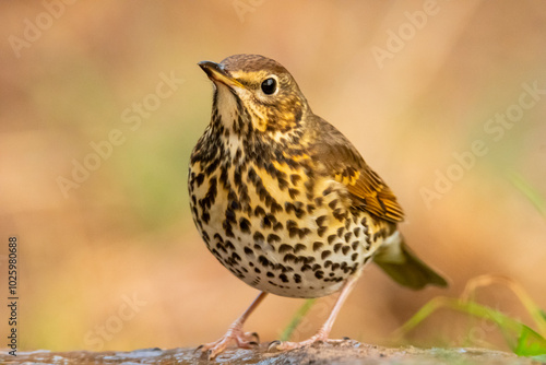 Close-up view of a Song Thrush in natural habitat photo