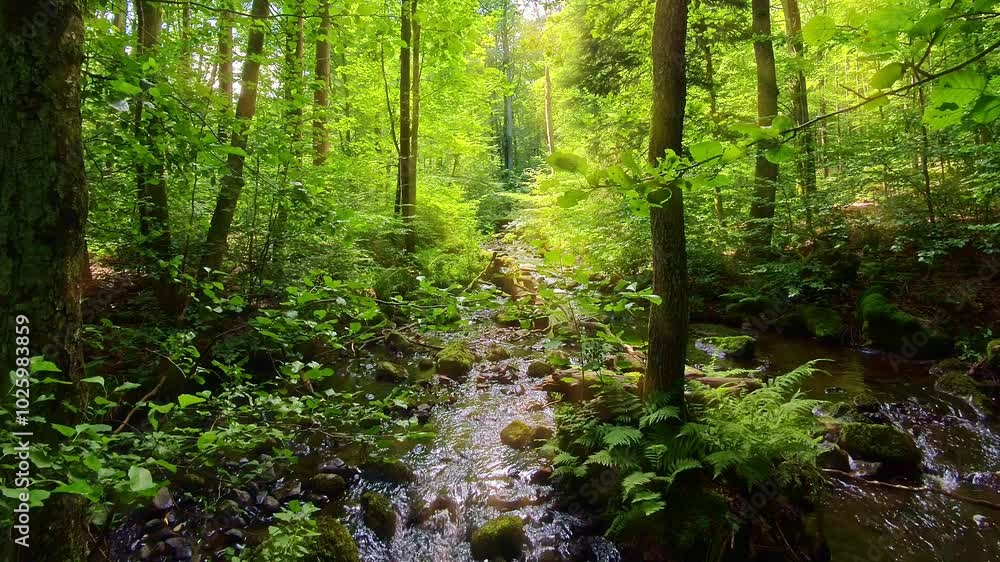 idyllischer Wildwasserbach im grünen lichtdurchflutetem märchenhaftem Wald mit moosbedeckten Felsen, Bäume, Pflanzen, Sonnenlicht, Erholung, Landschaft, wandern, Idylle
