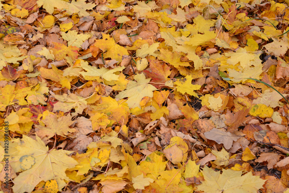 a close up of a yellow and brown leaf that is on the ground a close up of a yellow and brown leaf that is on the ground