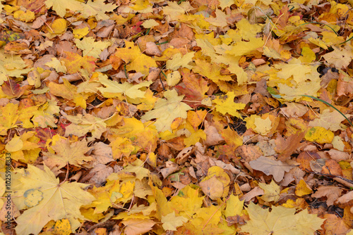 a close up of a yellow and brown leaf that is on the ground