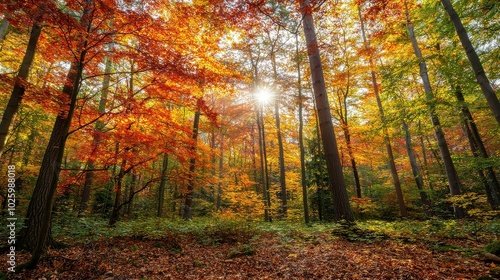 A vibrant forest scene showcasing autumn foliage with golden sunlight streaming through the trees, creating a warm and inviting atmosphere.