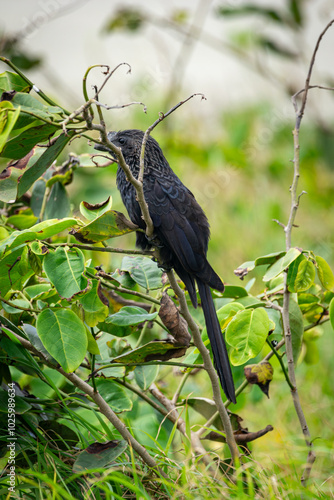 Anu-preto: Ave Brasileira em seu Ambiente Natural Smooth-billed Ani: Brazilian Bird in its Natural Environment