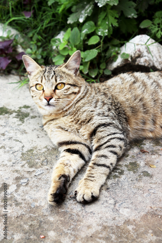 Adorable Cat Poses in the Comfort of Home Adorable Cat Poses in the Comfort of Home