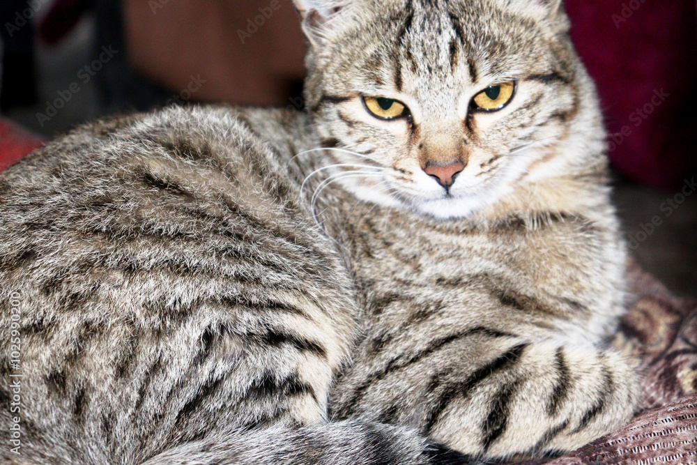 Adorable Cat Poses in the Comfort of Home Adorable Cat Poses in the Comfort of Home