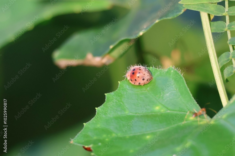 ladybird on a leaf ladybird on a leaf