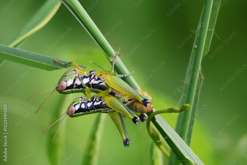 Φωτογραφία Photo of a small green grasshopper