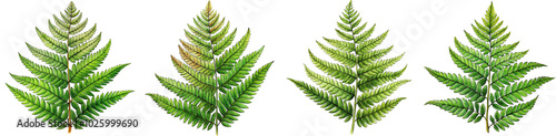 Hand Drawn illustration set of fern . isolate on a white background. PNG
