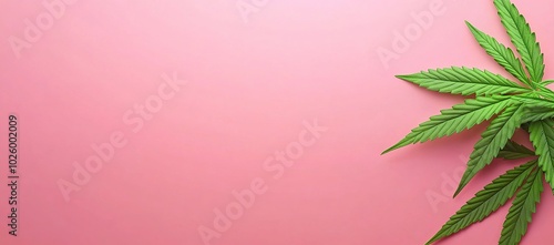 Cannabis leaf on a pink background