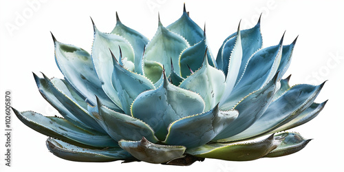 Isolated Agave Sisalana Perrine Against White Background Agave Sisalana Perrine in Isolation on White Background
 photo