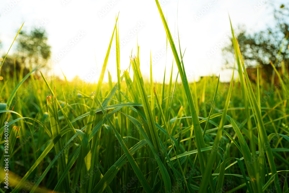 Fototapeta premium Grass on sunset background. Green grass background, texture. Grass close up. Green field in the sun rays close-up. Farm field Space for text, designer pattern.