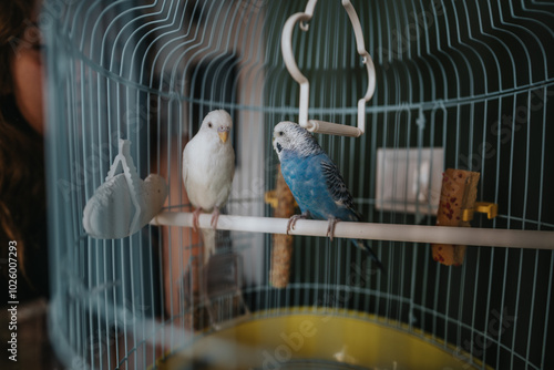 Two vibrant parakeets, one blue and one white, perched comfortably inside a spacious bird cage, showcasing a serene and peaceful avian environment. photo