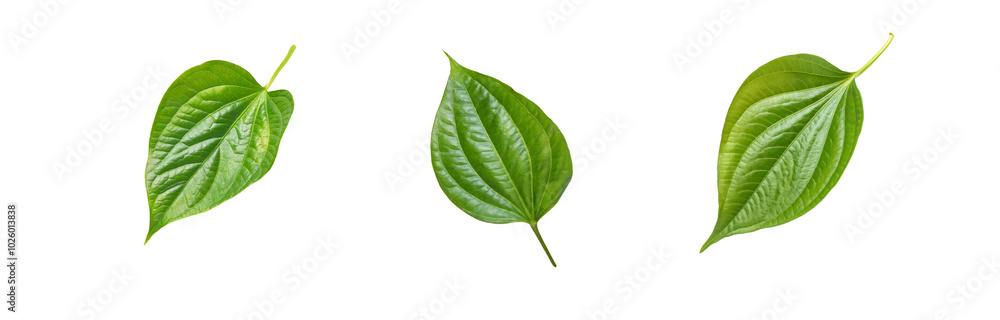 Three isolated green leaves with veins on white background. Three isolated green leaves with veins on white background.