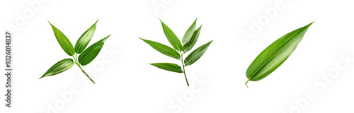 Three isolated green leaves with thin, white, vertical lines in the background.