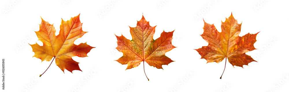 Three isolated autumn maple leaves against a white background. Three isolated autumn maple leaves against a white background.