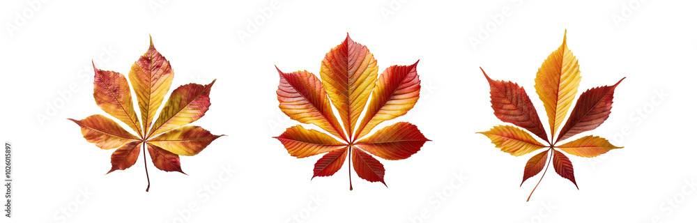 Three isolated autumn leaves with vibrant red, orange, and yellow tones against a white background. Three isolated autumn leaves with vibrant red, orange, and yellow tones against a white background.