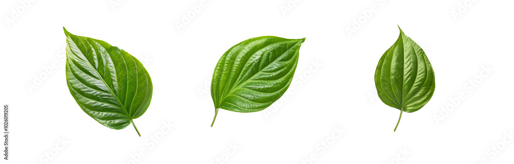 Three green leaves are isolated against a white background. Three green leaves are isolated against a white background.