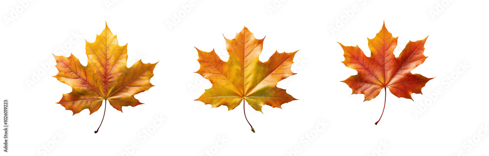 Three isolated maple leaves on a white background. Each leaf is a different shade of orange and red.